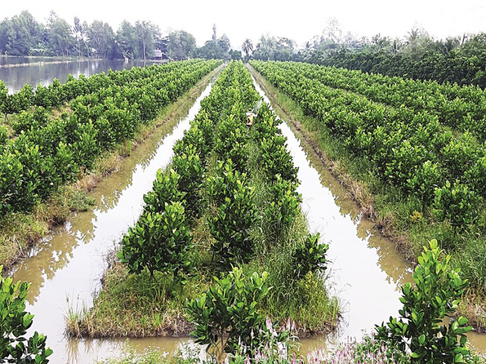 Đồng bằng sông Cửu Long: Quy hoạch mở rộng vùng cây ăn trái
